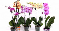 Орхидея саксия